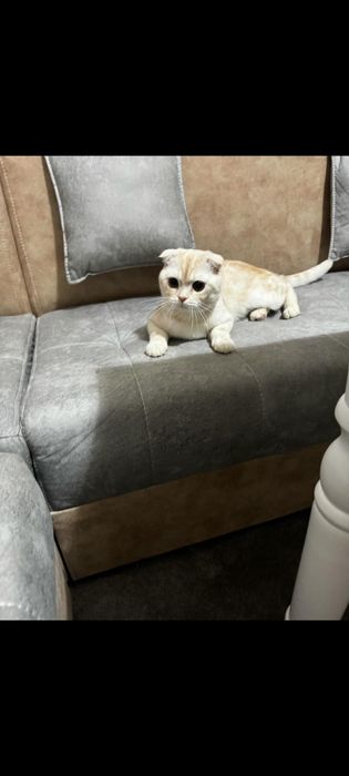 Scottish fold zotli mushuk sotiladi erkak mushuk