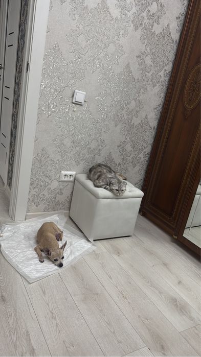 Скоттиш фолд девочка