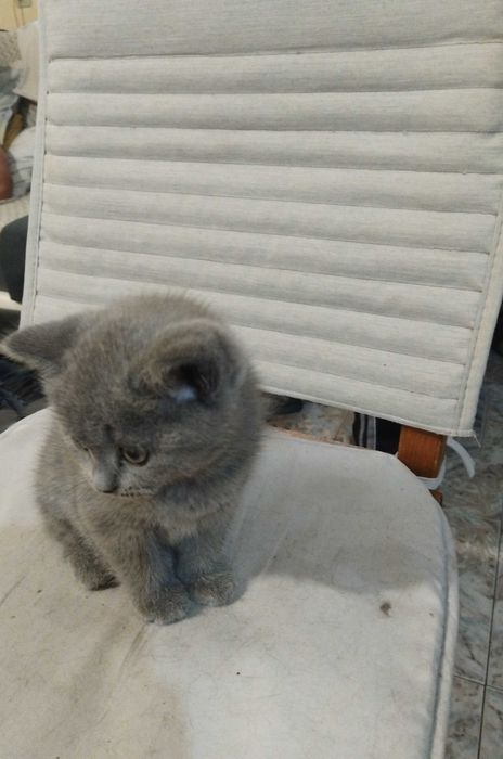 Малки британски котенца