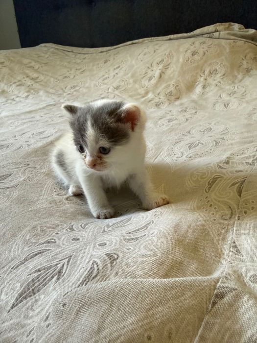 Отдам котенка в хорошие руки