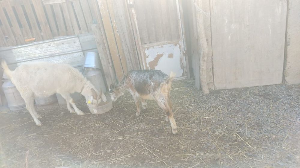 Сельхоз животное