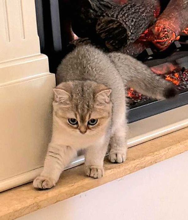 British Shorthair Golden cu pedigree