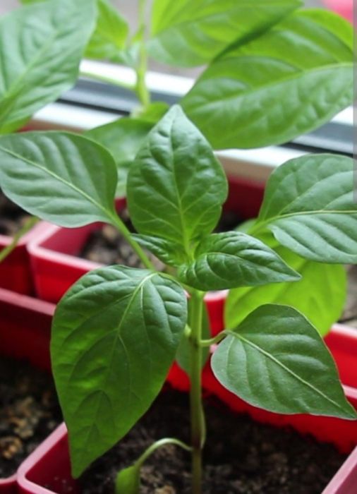 Продам Рассаду 250тг