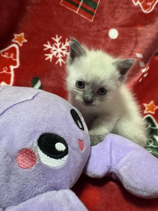 Продаются котята