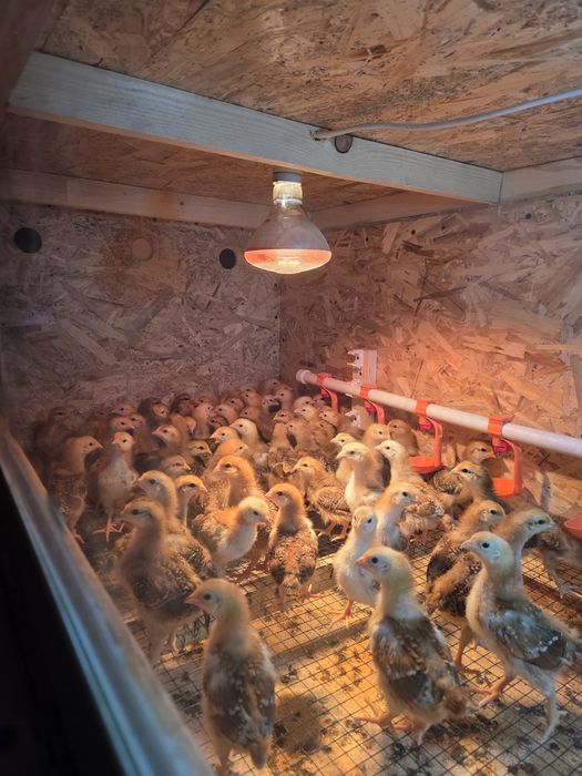 Хан-хяп жужалари