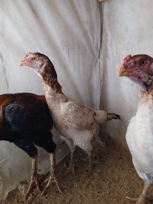 Дакан тауықтар сатылады