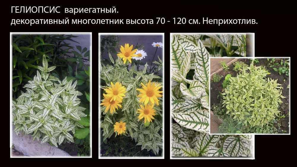 Цветы многолетники