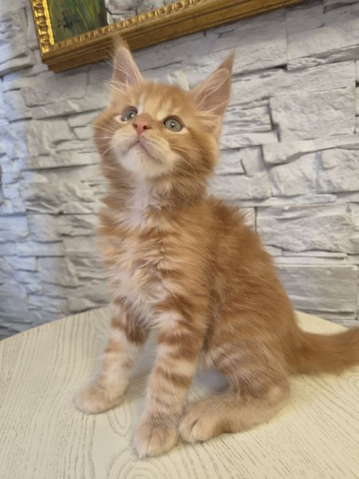 Котёнок  породы мейнкун