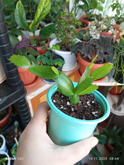 Продам растения по 1000 тенге