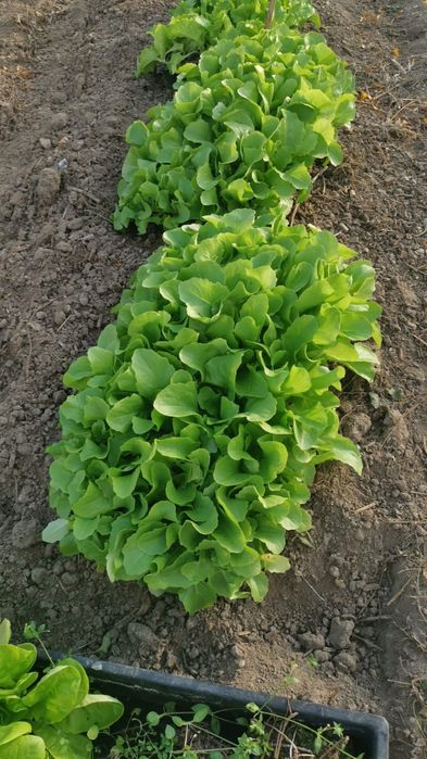 Fac răsaduri la comanda.