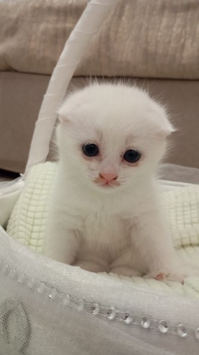 Продам пародистого котёнка