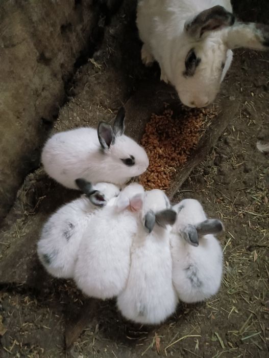 Продаются крольчата,месяц,по 1800т