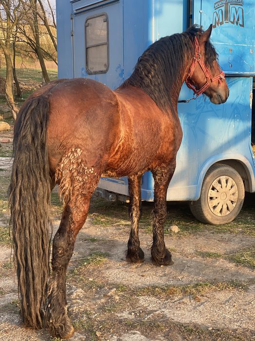 Armasar de 3 ani metis frizian