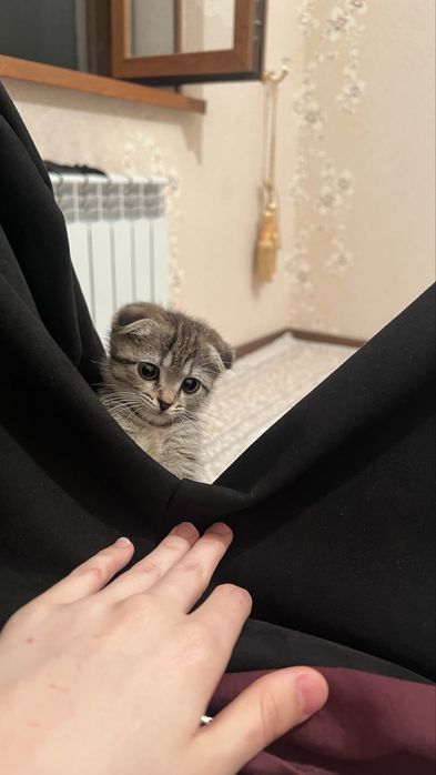 Висоухий котенок мальчик