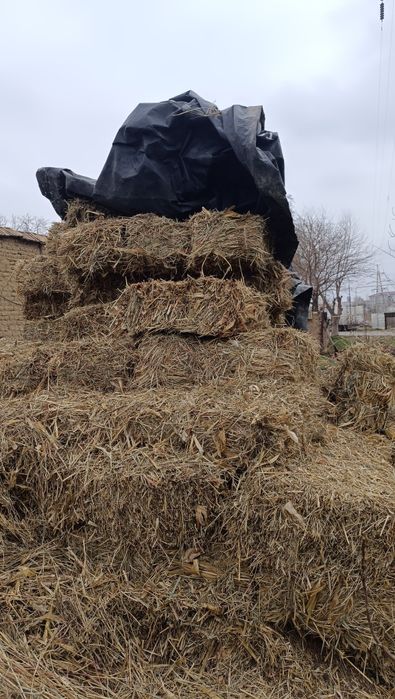 Mayin o't pres sotiladi