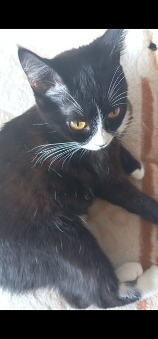 Котенок подросток