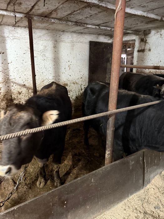 Быки на продажу