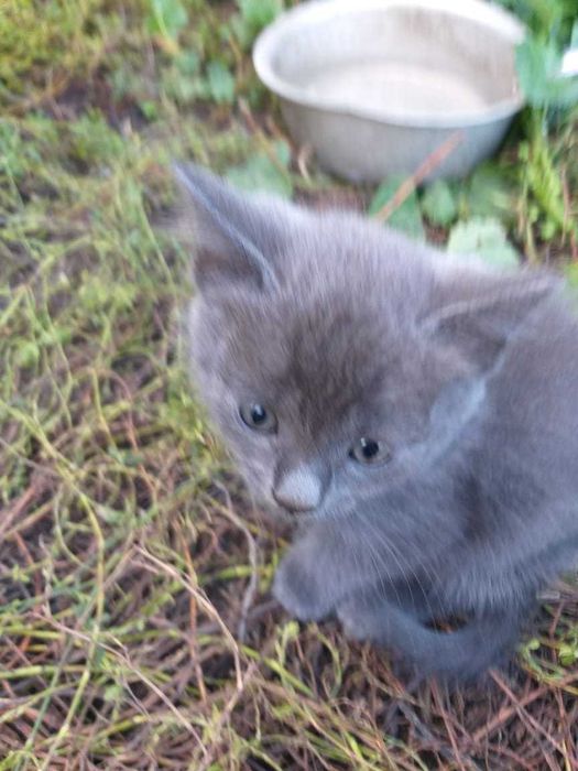 Отдаём котяточек