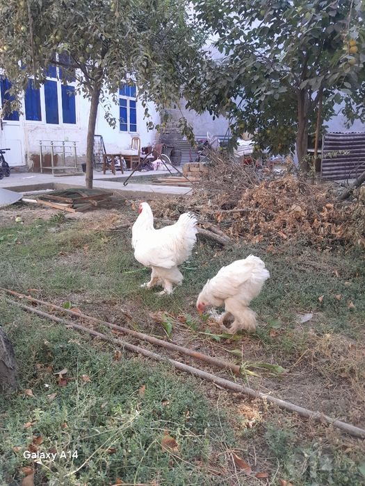 Brama tovuq xuroz 4oylik oq Olmos zoti toza