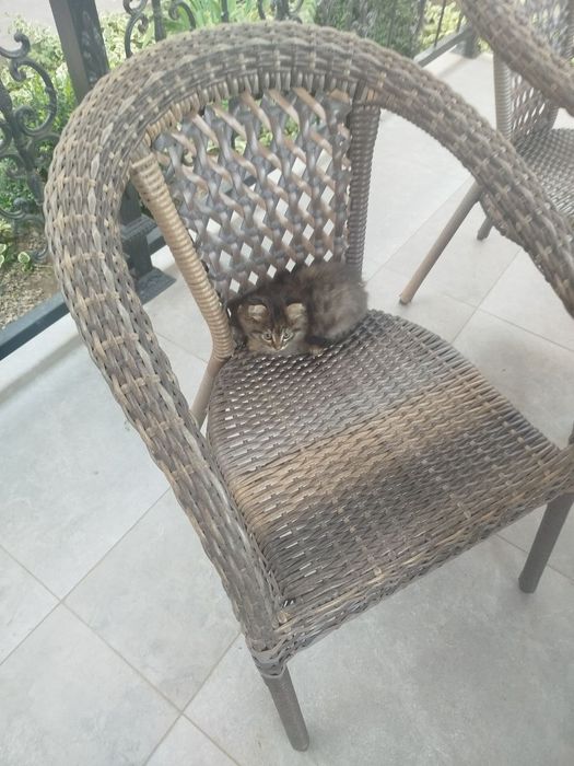БЕСПЛАТНО!!!  Отдам котенка , девочка