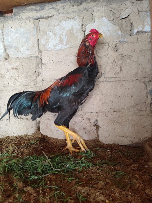 Дакан шөже дакан