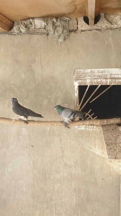 Продам голубей. Цена от 5 тыс и выше