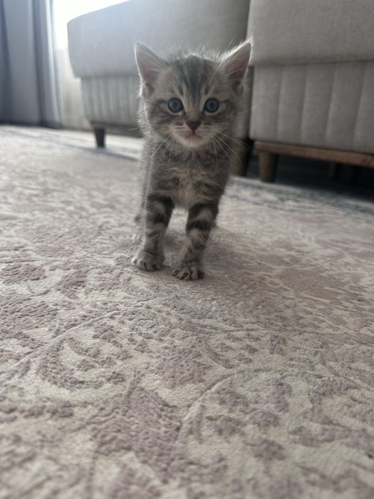 котенок шотланский