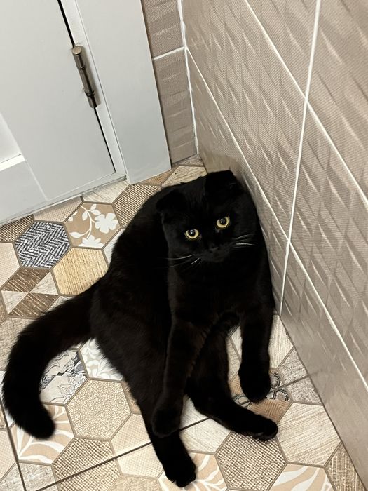 Вислоухий кот ищет дом