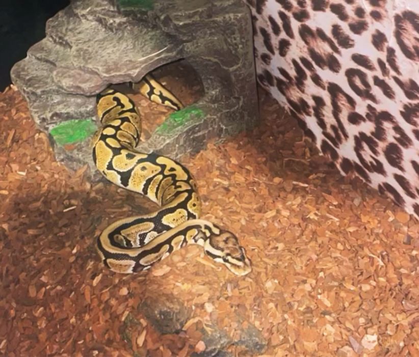 Piton Regal (Ball Python) – aproximativ 50 cm