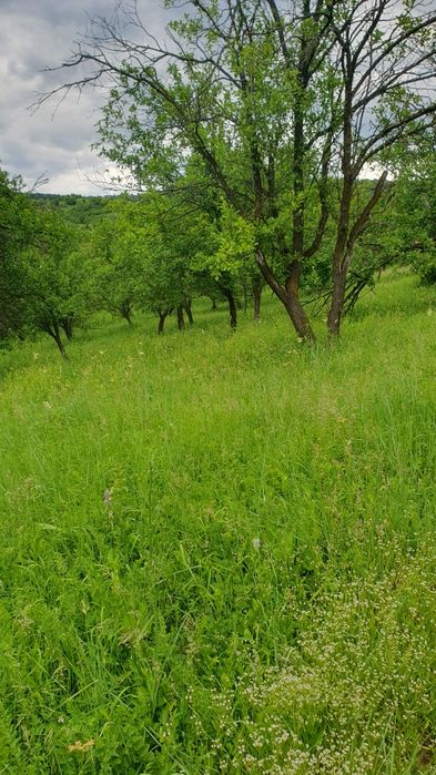 Particular teren extravilan 8400 mp Matița