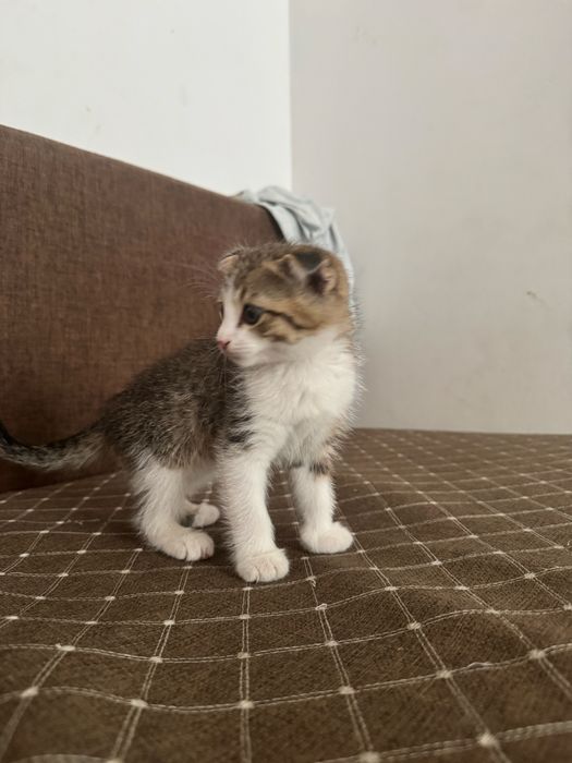 Продам срочно котенка