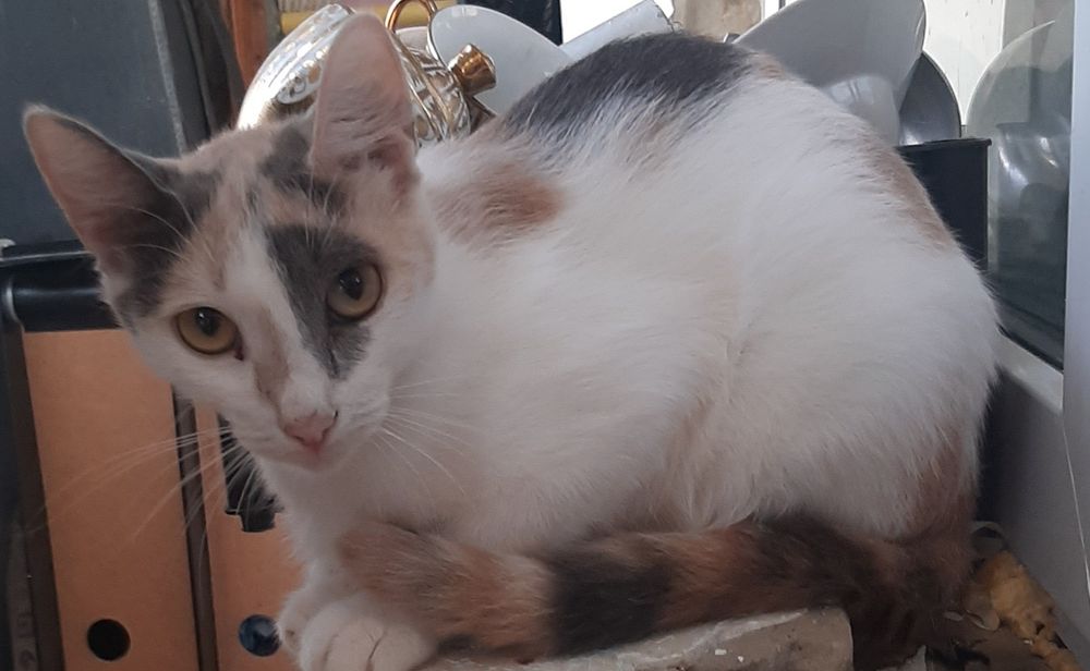 Кошки в добрые руки