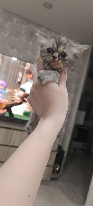 Отдам в добрые руки