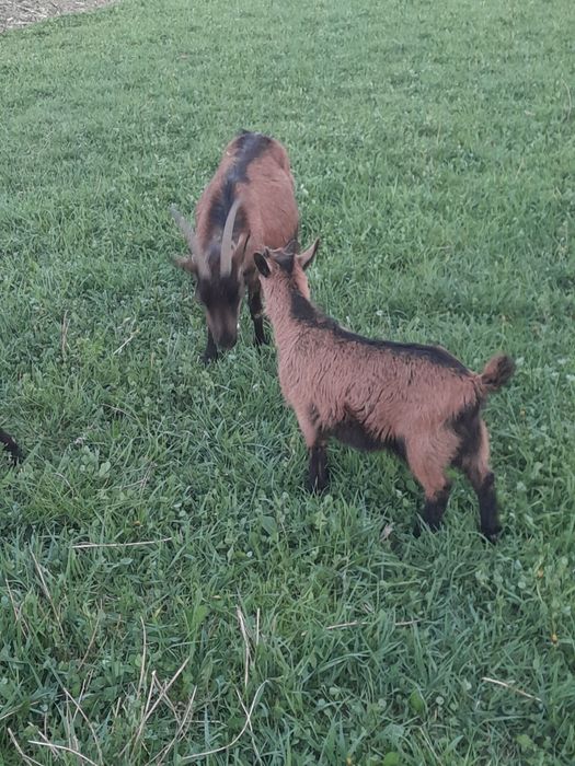 Vând o capra alpina franceza cu o ieduta