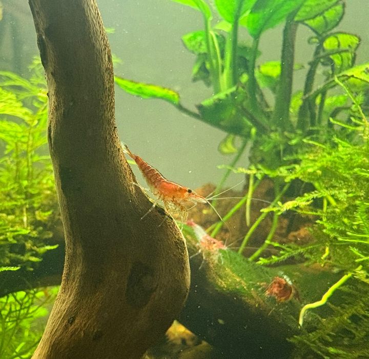 Продам креветок red cherry