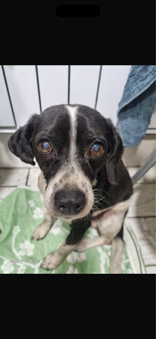 Собака ищет дом