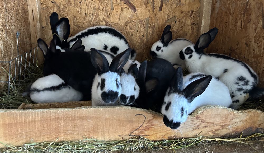 Pui de iepure fluture german