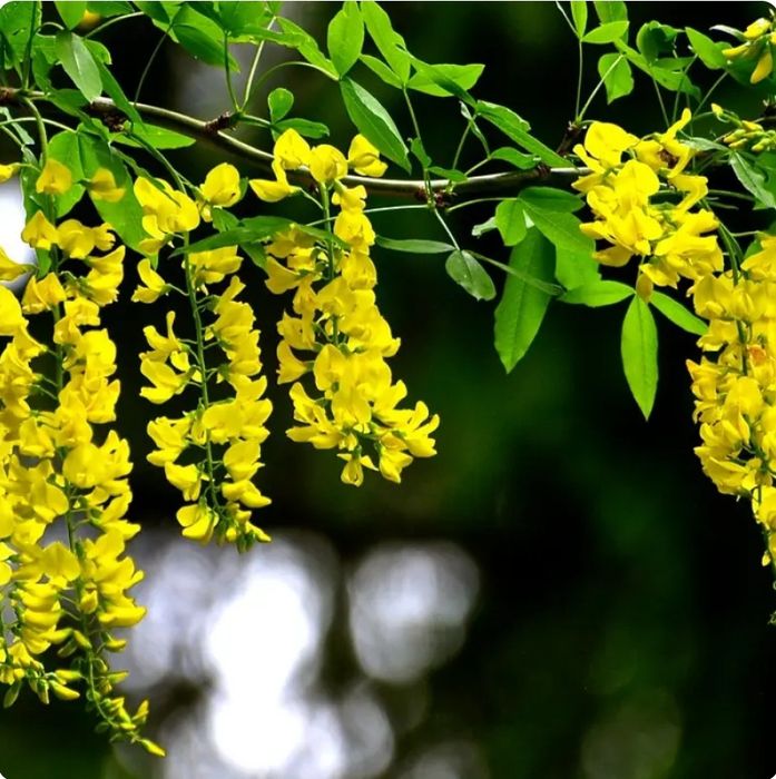 Glicina (Wisteria)