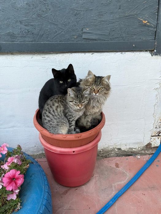 4 котенка - Даром