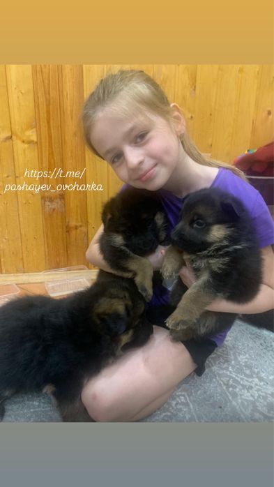 Немецкая овчарка