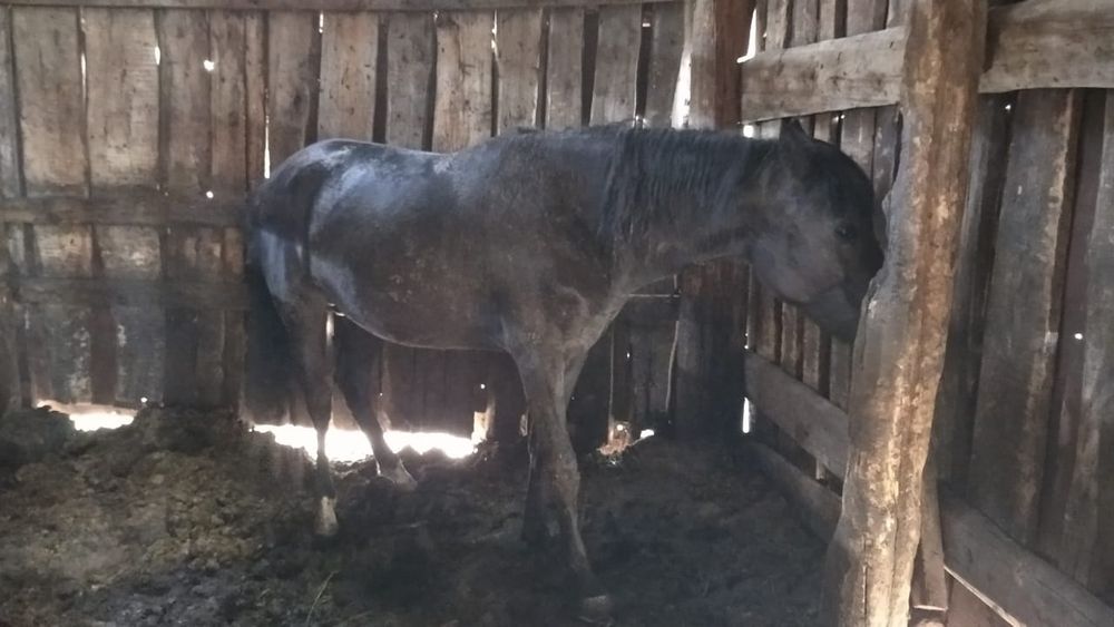 Откормленный Кунан