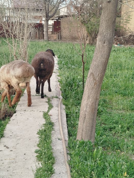 Sariq xisori quchqor sotilade