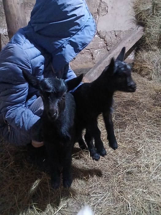 Лақтар 25мыңнан.