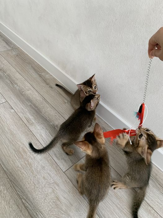 Абиссинские котята