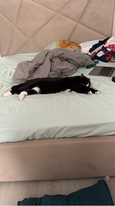 Отдам кота в добрые руки