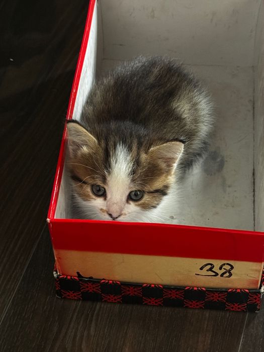 отдаю месячнего котенка