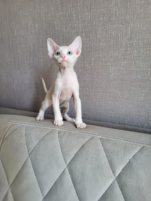 Котята Донского Сфинкса.
