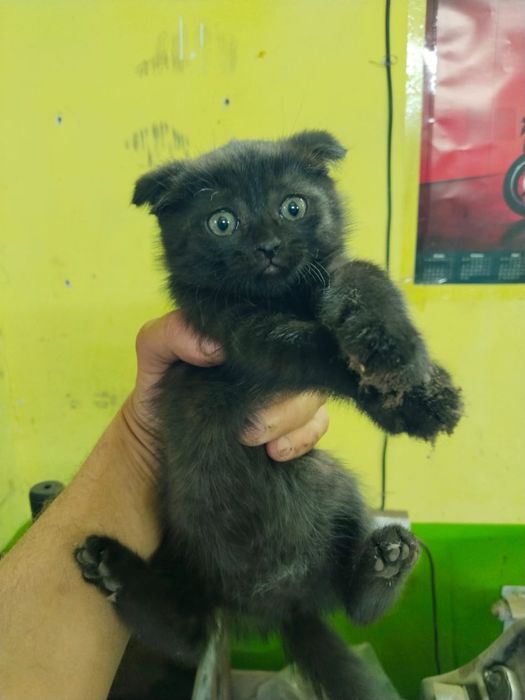 Ищу дом для котенка