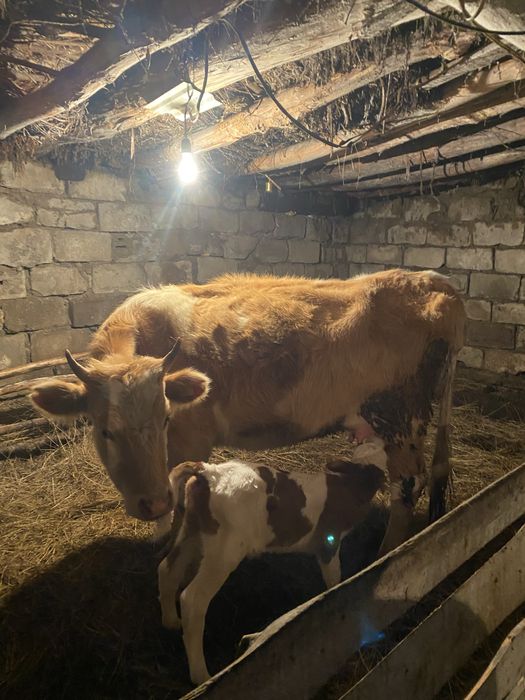 продам первотелку с теленком