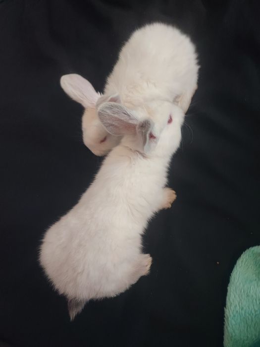 Pui de iepure albinoși